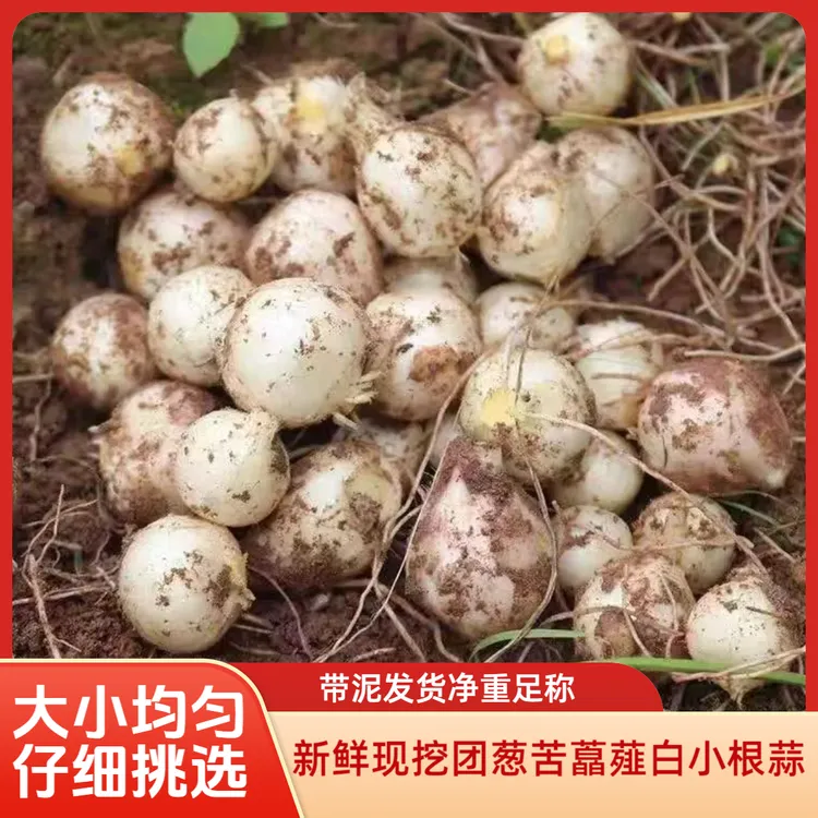 新鲜上市四川苦藠团葱小蒜山葱小根蒜带泥发货及时半斤包邮