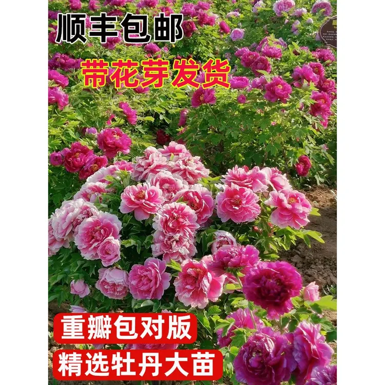 正宗重瓣牡丹花苗菏泽洛阳芍药花庭院盆栽花卉植物浓香大花带芽孢