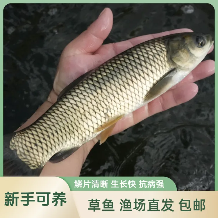 【活体】贵州优质草鱼（2-30厘米）观赏鱼淡水鱼冷水鱼