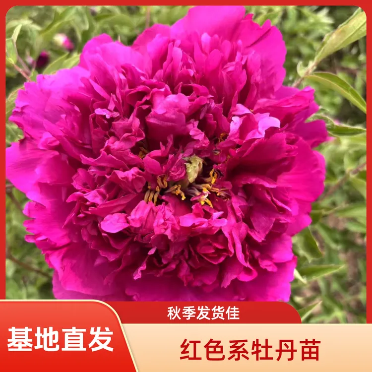 甘肃花多多红色系紫斑牡丹秋季发货2年精品嫁接苗耐寒花香发赠品