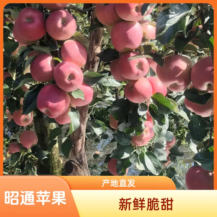 头茬阿克苏冰糖心苹果脆甜多汁新鲜水果产地直发