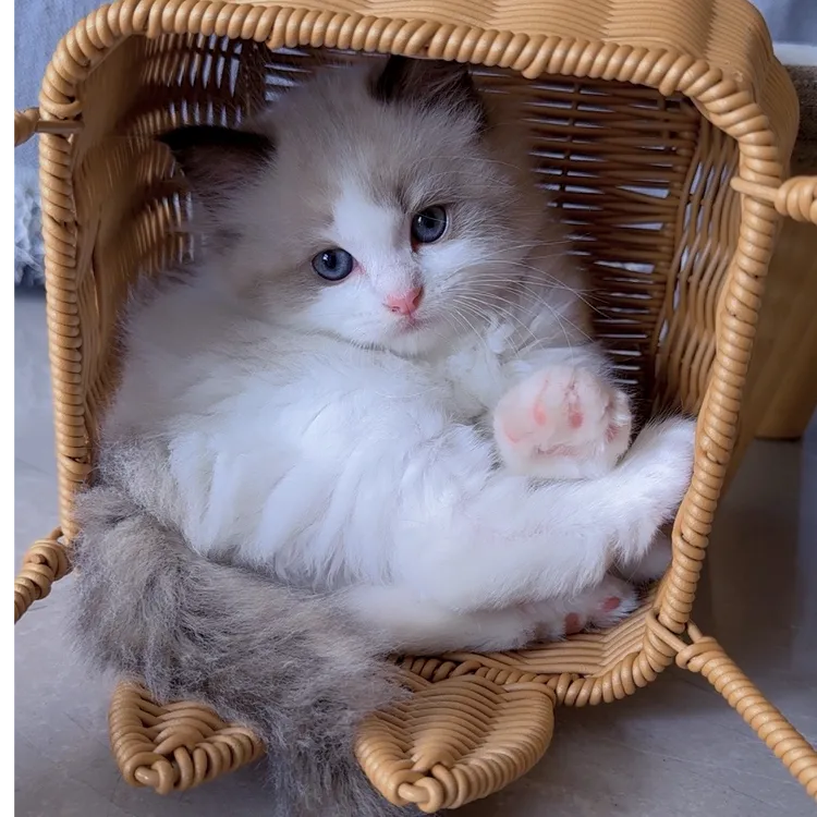 多种品种宠物幼猫布偶猫金渐层缅因猫等活体猫咪