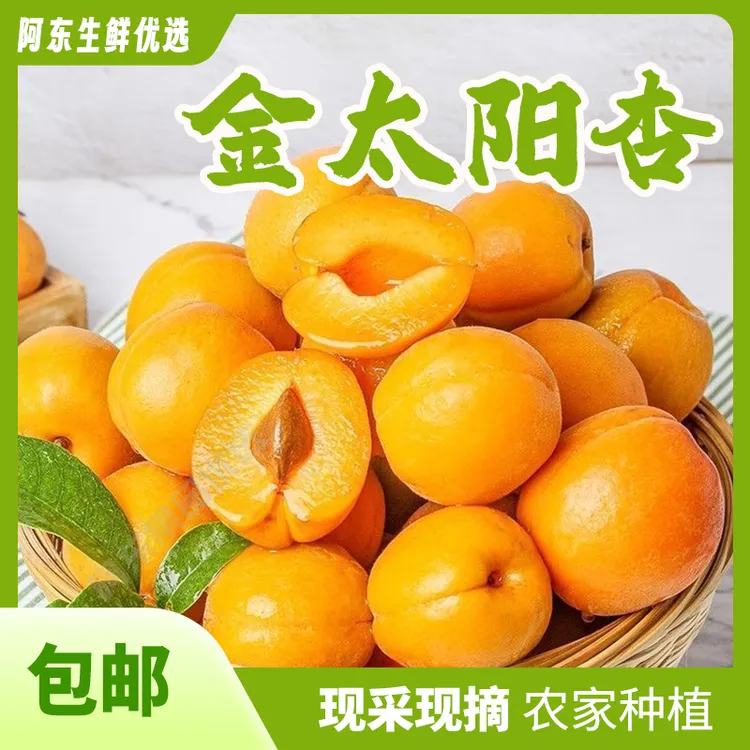 应季水果露天大黄杏新鲜采摘软糯香甜