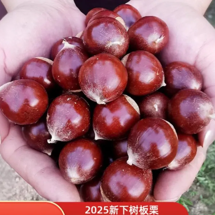 高山老树新鲜正宗大板栗现摘带壳生栗子香甜