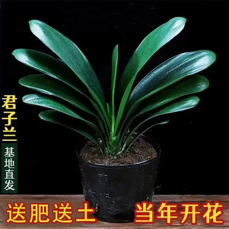 精品君子兰室内桌面盆栽植物花卉盆栽净化空气植物