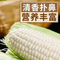 新鲜现摘白糯玉米香甜嫩苞谷当季粗粮