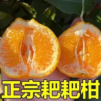 正宗四川耙耙柑肉厚多汁新鲜采摘应季水果现摘现发