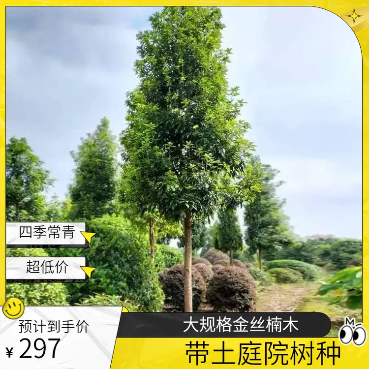 四川金丝楠木树苗正宗庭院四季常绿树大树小叶桢楠金丝楠树苗带土