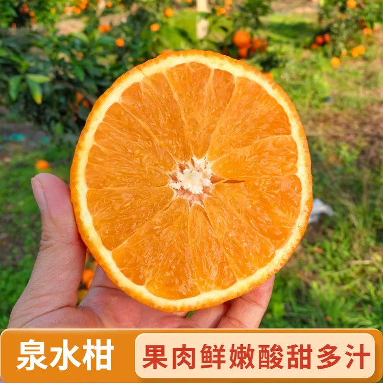 湖北钟祥生态果园泉水柑 新鲜现摘应季水果酸甜多汁鲜嫩无渣顺丰