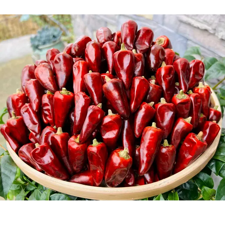 贵州辣酱火锅香辣干辣椒又辣又香农家批发辣椒干红海椒500g腊肠