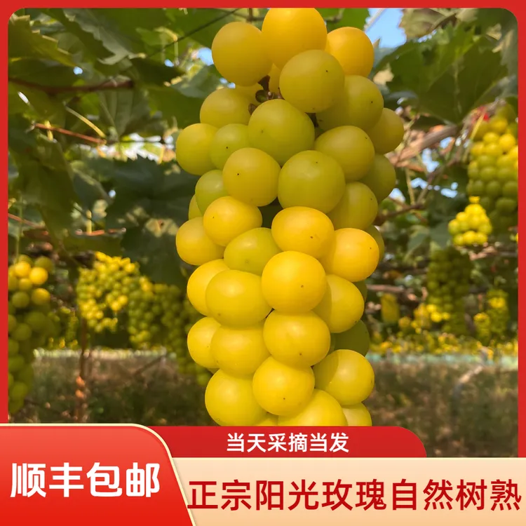 【自然晒熟】当天采摘当天发正宗阳光玫瑰葡萄水果无籽香印玫瑰花香