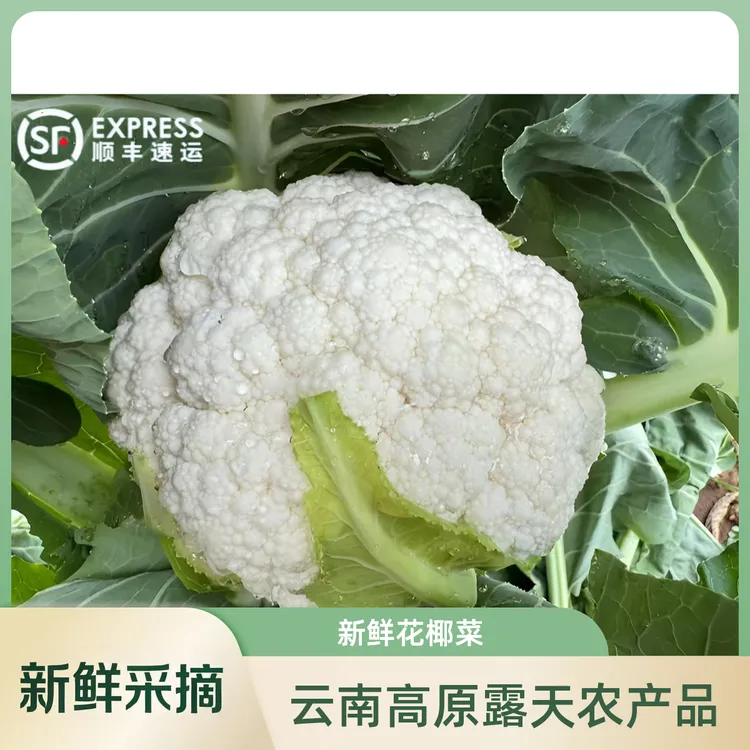 【出口品质】顺丰冷链包邮云南新鲜白花菜 花椰菜 农家当季时令蔬菜