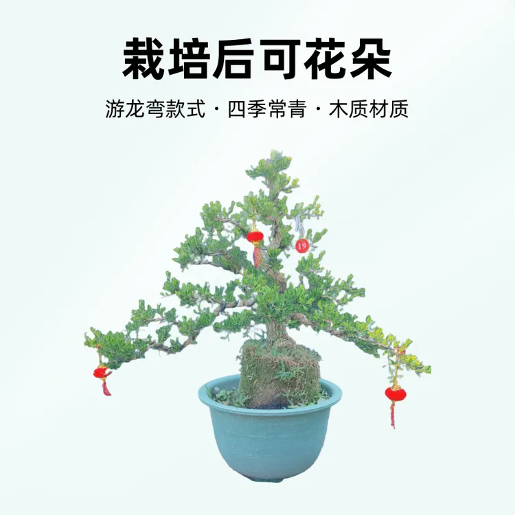 迎客松盆景室内外四季常青耐寒盆栽植物