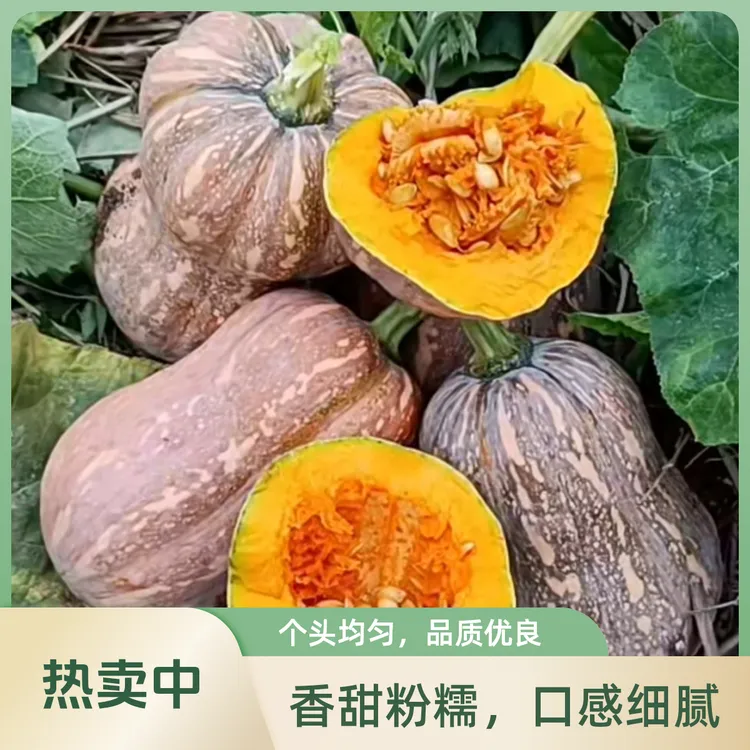 露天农家种植粉糯香甜口感细腻可代餐的金香南瓜