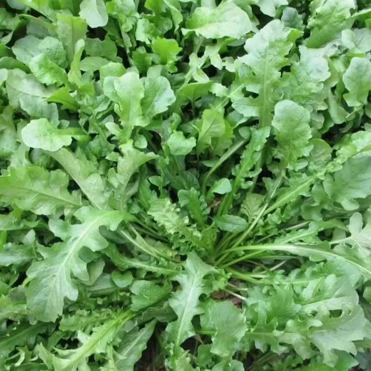 【大叶荠菜种子】农家四季大叶菜种籽使用盆栽荠荠菜种籽