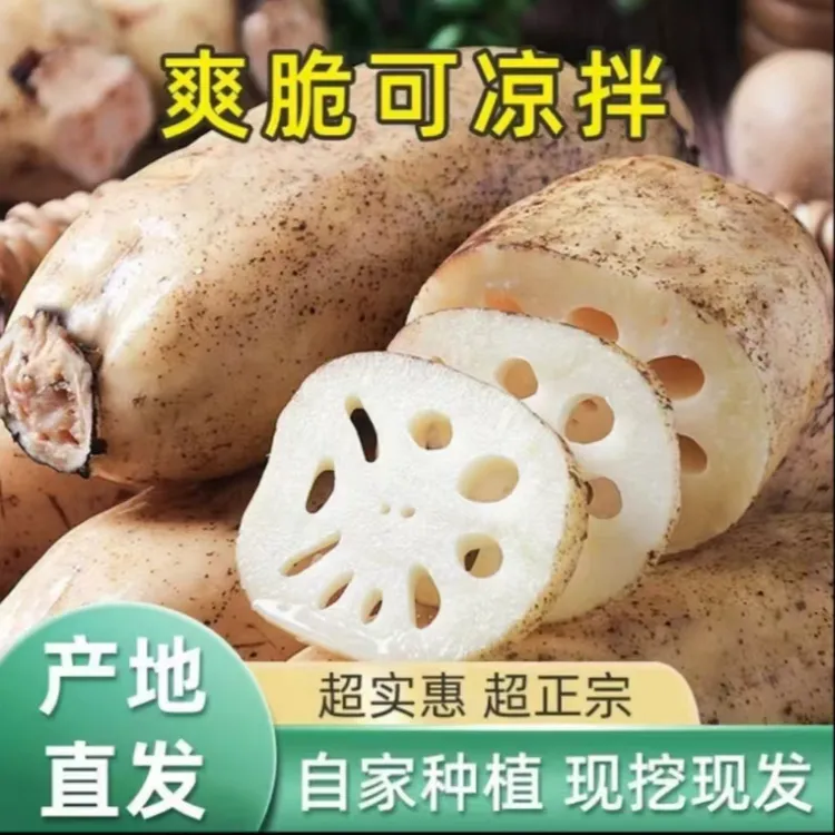 山东农家自种白玉莲藕脆甜可口现挖现发