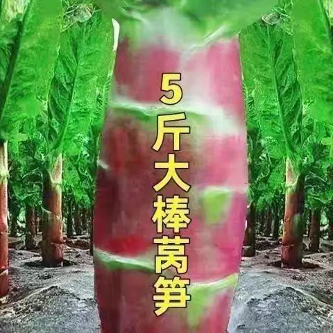 红圆叶莴笋种子特大高产红皮绿肉香莴苣种子四季农家薄皮莴笋种子