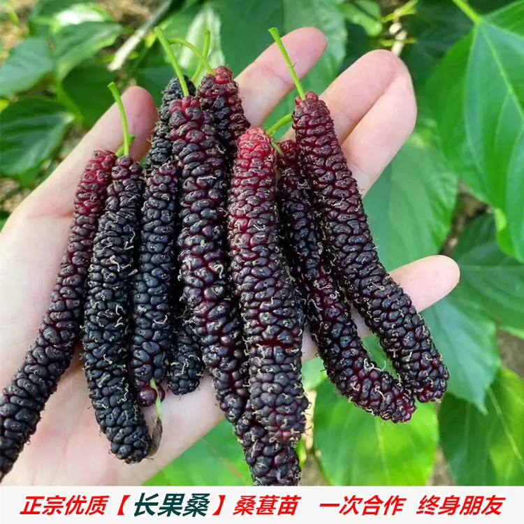 嫁接台湾长果桑桑葚树苗紫金蜜桑纯甜果桑苗北南方种植