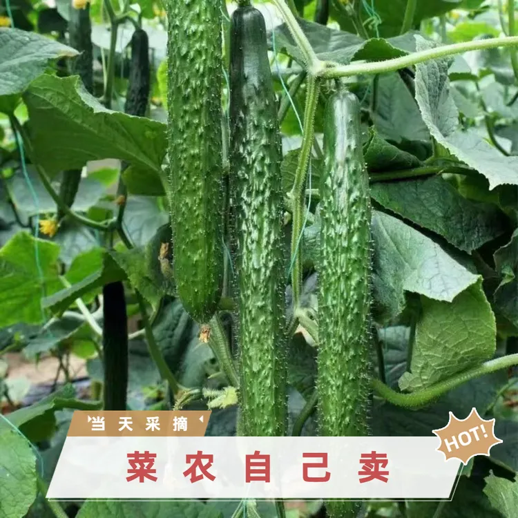 现摘黄瓜新鲜绿心带刺长青瓜脆嫩生吃腌制整箱包邮农家菜代餐