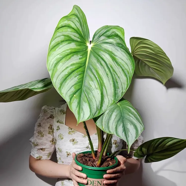 【有植依蔓绿绒】大叶子天南星科植物绿植室内阳台西瓜碧浪蔓绿绒