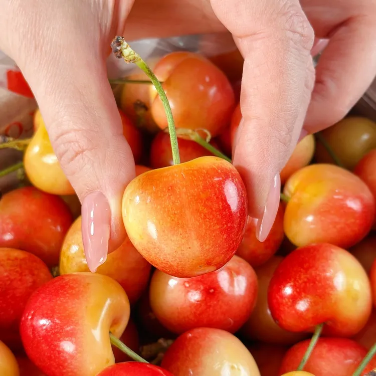 智利海运吉制黄车厘子雷尼尔现货J-4J内附果径卡