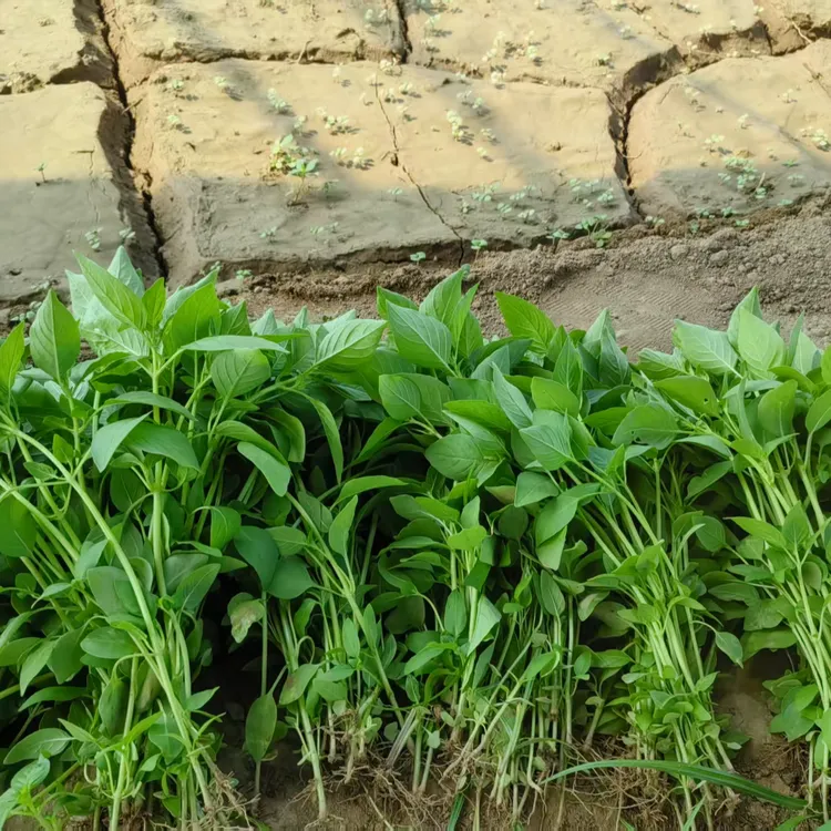河南荆芥菜新鲜四季生鲜蔬菜农家现摘发货适合凉拌大叶荆芥菜