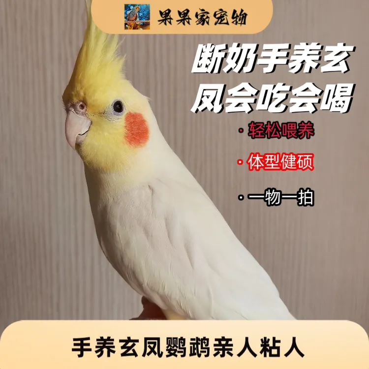 手养亲人粘人可繁殖玄凤鹦鹉宠物活鸟