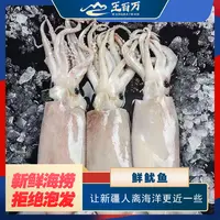 【王百万海鲜】鲜鱿鱼245克/条只发新疆
