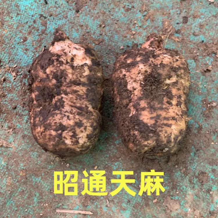 【新鲜天麻】小草坝深山乌天麻1斤3斤泡酒炖汤包邮