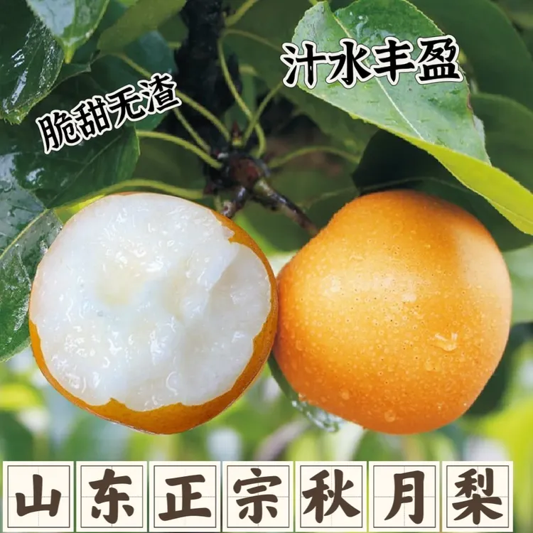山东头茬秋月梨脆甜多汁无渣核小4.5-5斤/礼盒装