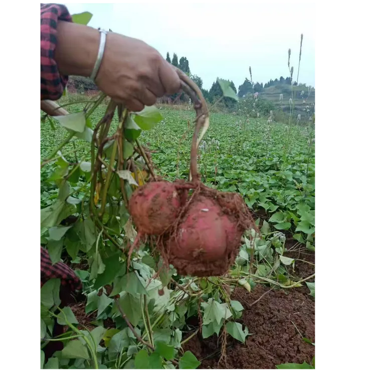 重庆2025年当季新挖的64早红薯，粉糯香甜，粉红皮白心农民自种