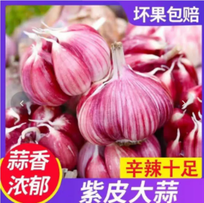 紫皮多瓣蒜现挖分瓣蒜香辣多汁大蒜头