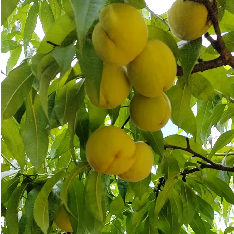 果园直发太和黄桃5斤装【川渝】
