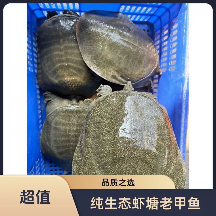 【青背白底纯生态款甲鱼】纯生态虾塘老甲鱼清塘价甩卖