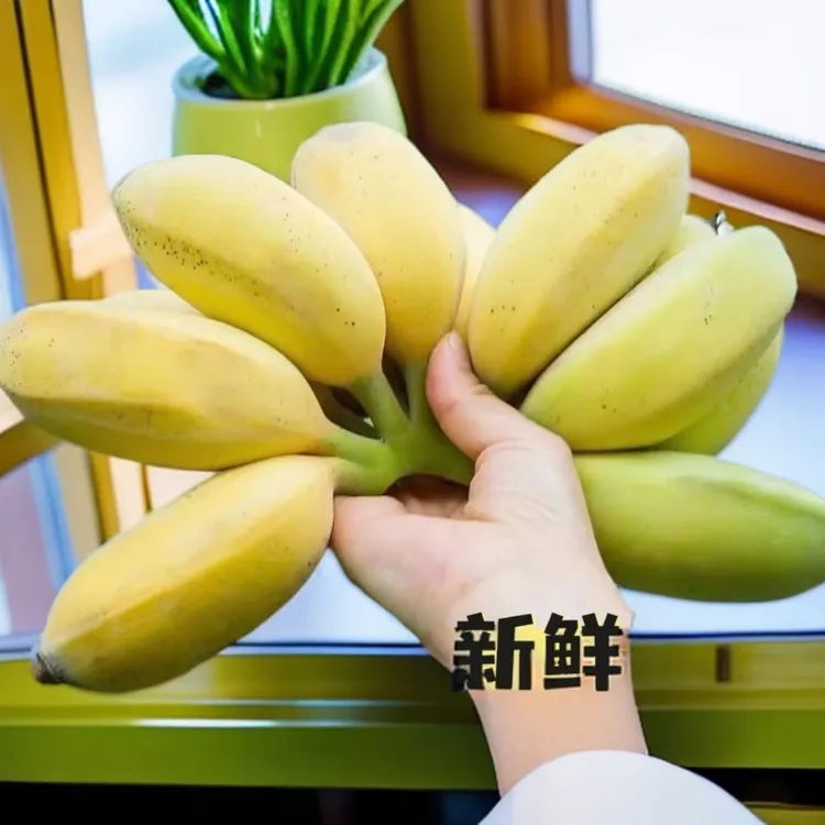 蕉不催熟广东苹果蕉粉蕉应季水果香蕉超甜薄皮现摘新鲜香甜粉软糯