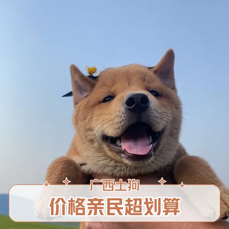 广西牛德滑中华田园犬广西土猎犬广西田园犬