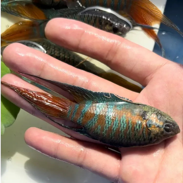 中国斗鱼无需打氧活体淡水观赏鱼耐活自来水活鱼冷水国斗好养懒人