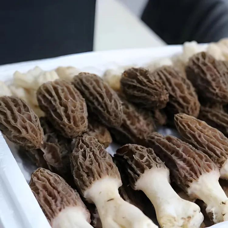 精选新鲜羊肚菌肉质厚天然菌菇煲汤滋补佳品