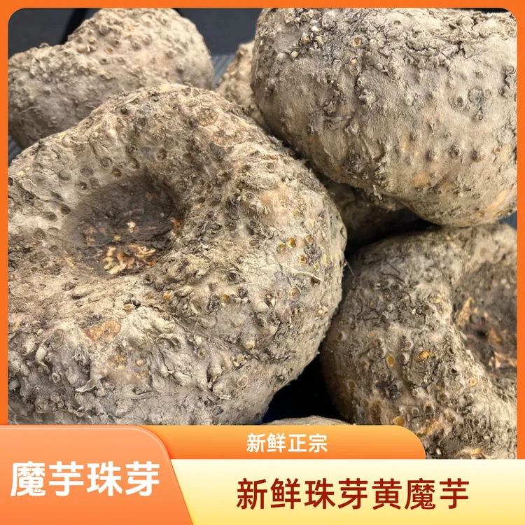 四川珠芽黄魔芋新鲜正宗珠芽黄魔芋