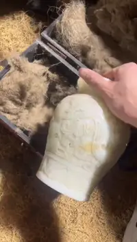 香榧木（1个小复利）