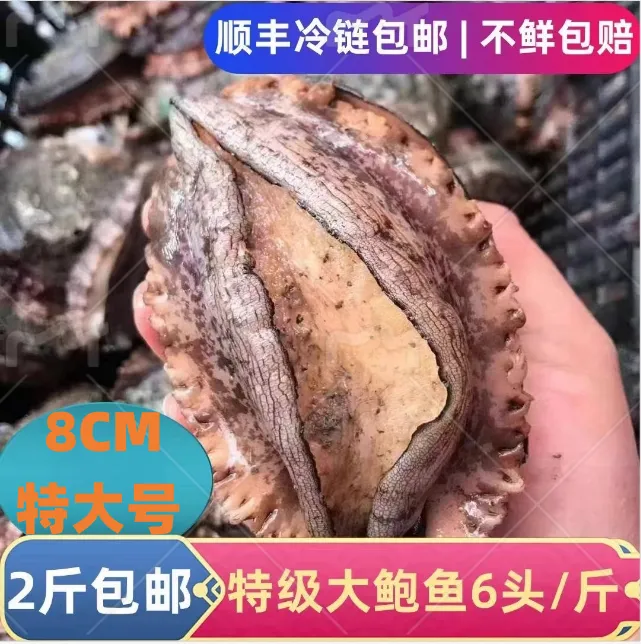 6头鲍8cm左右12只特大鲍鱼海鲜水产速冻锁鲜海捕大鲍鱼特大鲜