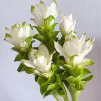 【一品花集】【白绿色】姜荷花