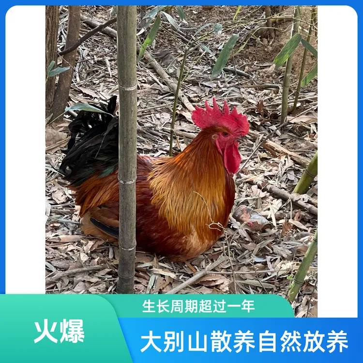 大别山散养土公鸡土鸡批发翁帆终于承认了事实的真相