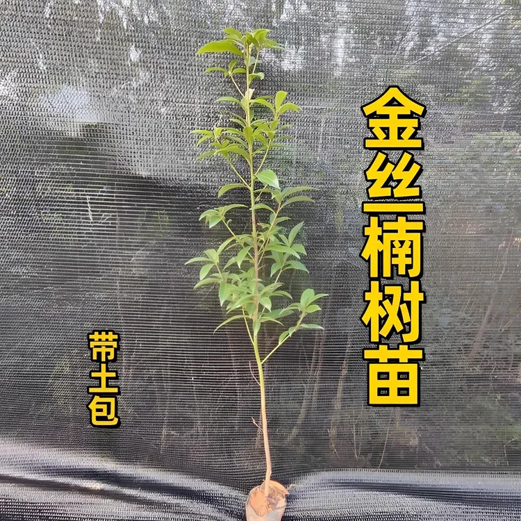 原土金丝楠木树苗名贵优质正宗带土常绿耐寒珍贵楠木苗盆地栽