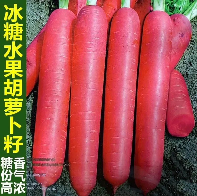 糖心水果胡萝卜种子四季波玫瑰红红萝卜种籽甜脆红胡萝卜种子