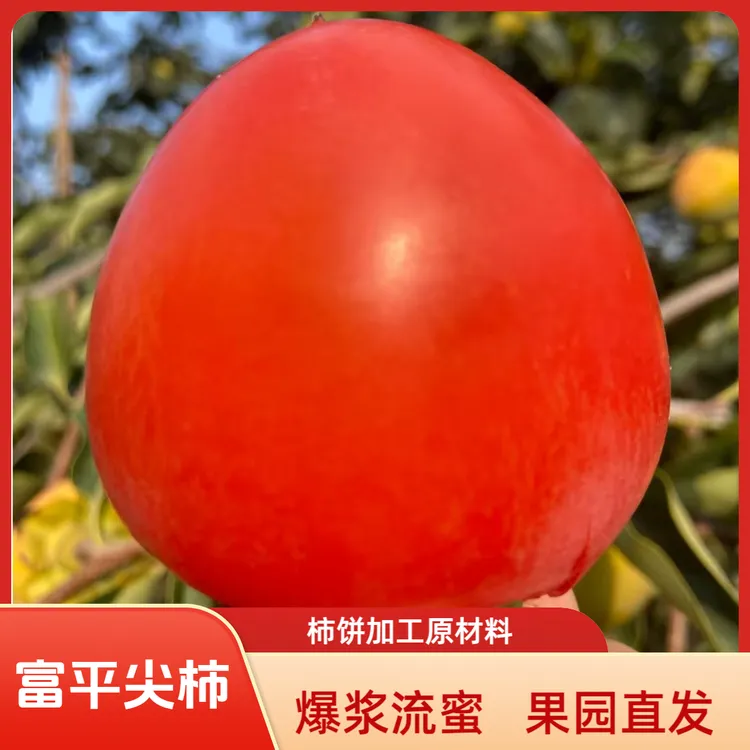 【产地直发】当季富平大尖柿子新鲜应季水果现摘现发（ 放软吃）