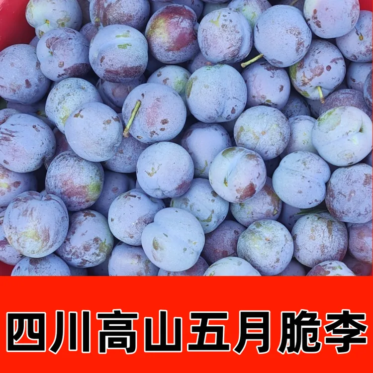 【四川正宗五月脆李子】脆脱骨凤凰李新鲜水果蜂糖李新鲜多汁现摘