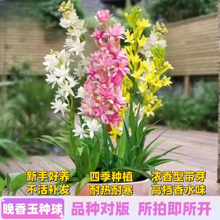 【重瓣晚香玉种球】重瓣晚香玉四季开花多年生盆栽种球浓香花卉