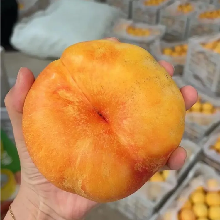 黄毛蟠桃树苗蟠桃树苗黄毛油蟠桃树苗中油蟠桃苗果树盆栽地栽桃树