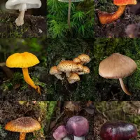 1【S-X】净含量1g-10g【小小现收】菌